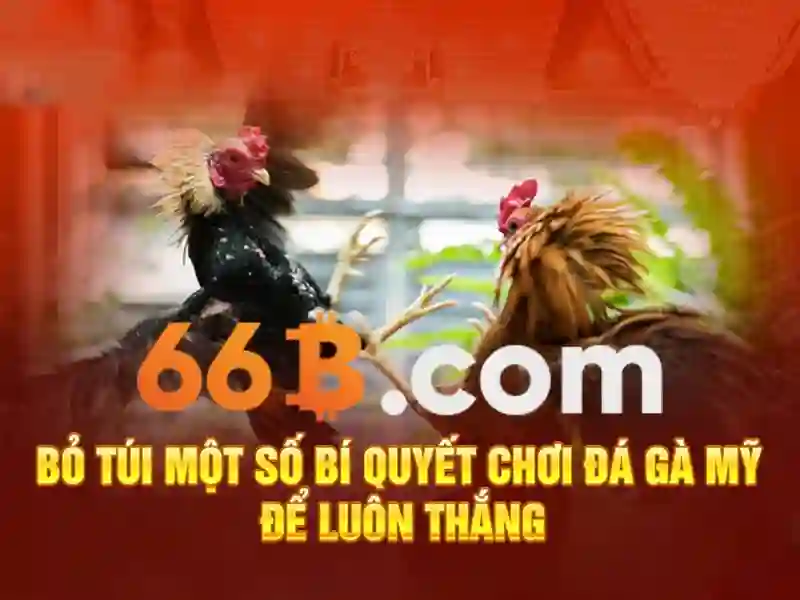 Giới thiệu về 66B\n