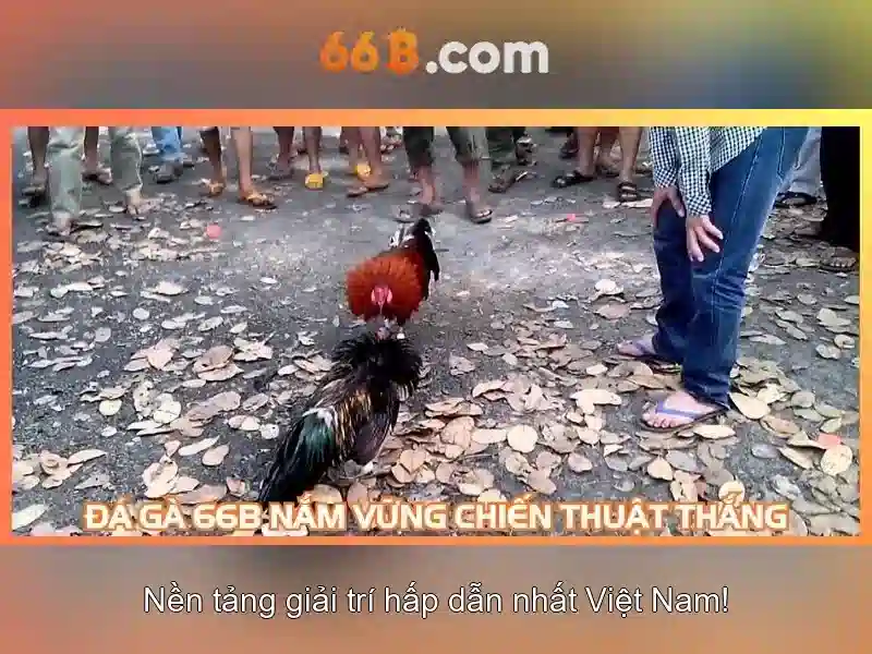 66b là gì?\n