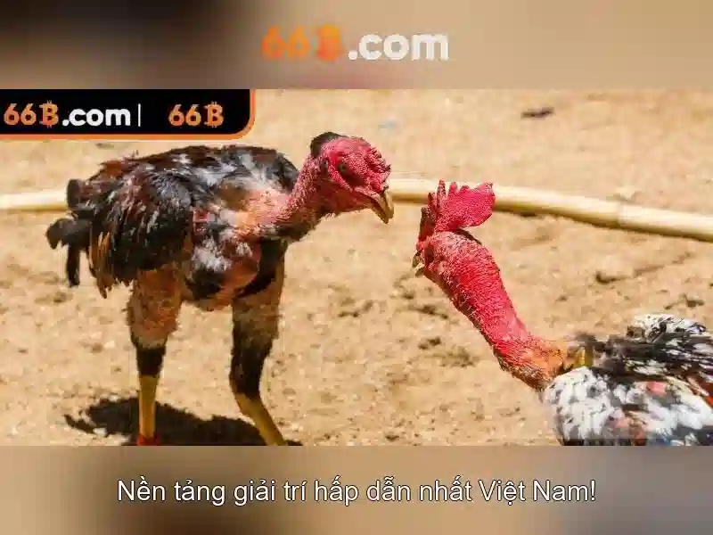 Các ứng dụng tiềm năng của 66B