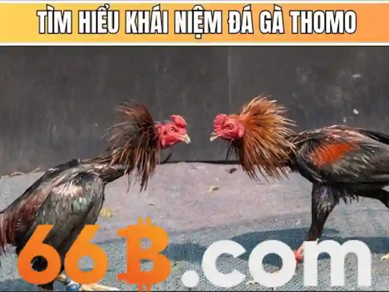 66B là gì?